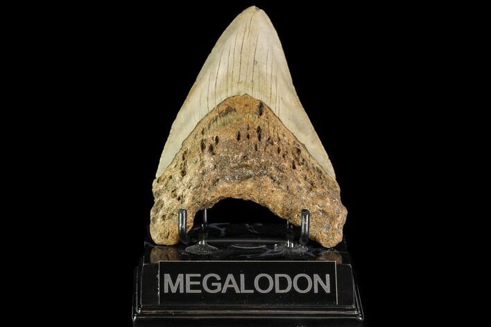 Bargain, Fossil Megalodon Tooth - North Carolina #109740